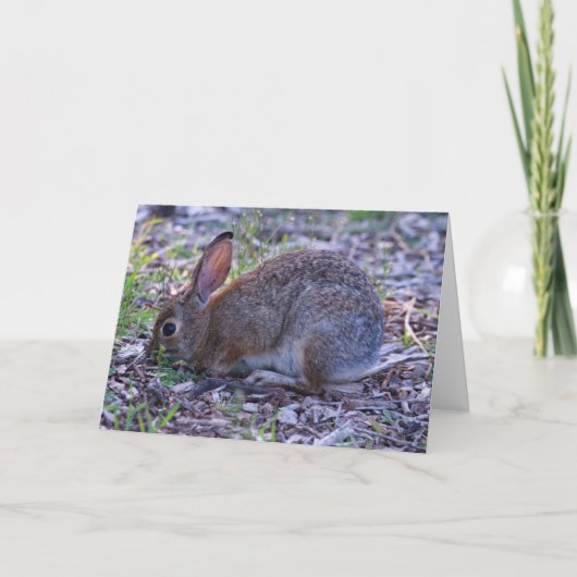 Audubons Cottontail Karte (Vorderseite)