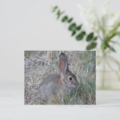 Audubons Cottontail Postkarte (Stehend Vorderseite)