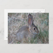 Audubons Cottontail Postkarte (Vorne/Hinten)