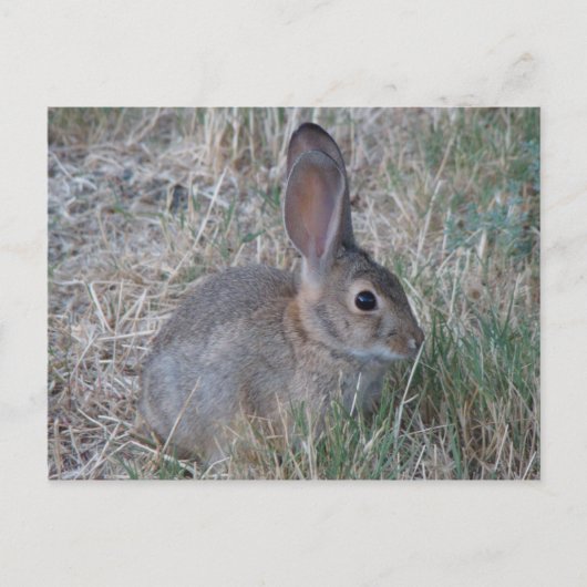 Audubons Cottontail Postkarte (Vorderseite)