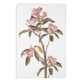 Audubon's Cuvier's Kinglet Bird auf Pink Calico Mini Klemmbrett (Rückseite)