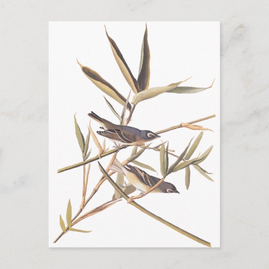 Audubons Einsamer Fliegenschnäpper Postkarte (Vorderseite)