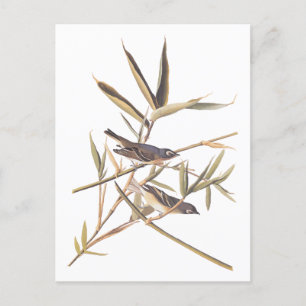 Audubons Einsamer Vireo Fliegenschnäpper Vögel auf Postkarte