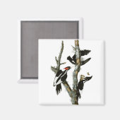 Audubons Elfenbeinspecht Magnet (Vorderseite/Rückseite)