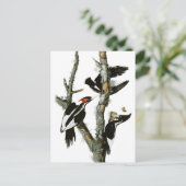 Audubons Elfenbeinspecht Postkarte (Stehend Vorderseite)