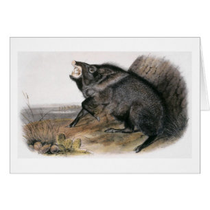 Audubons ergatterter Peccary