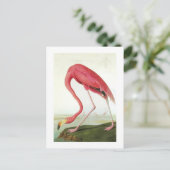 Audubons Flamingo Postkarte (Stehend Vorderseite)