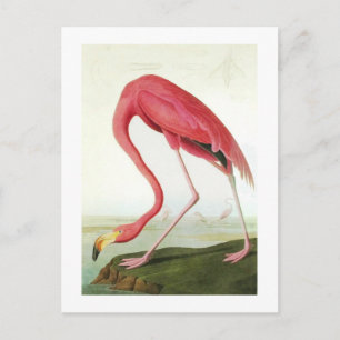 Audubons Flamingo Postkarte
