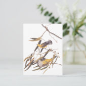 Audubons gelbes Prothonotar-Warbler-Vogelparadies Postkarte (Stehend Vorderseite)