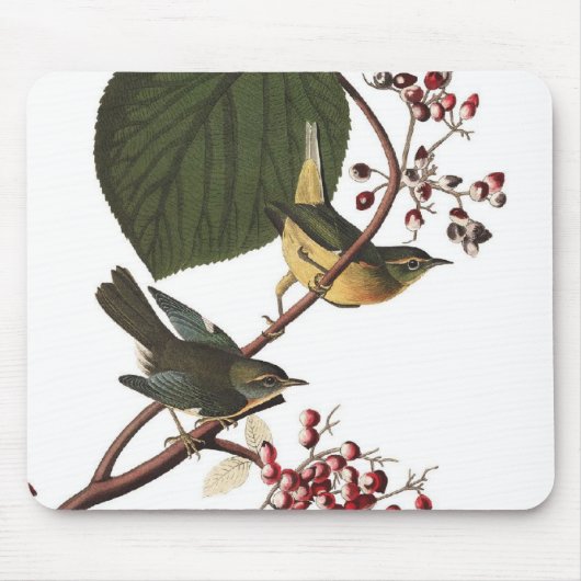 Audubons Gelbschnabel-Waldsänger Mousepad (Vorne)