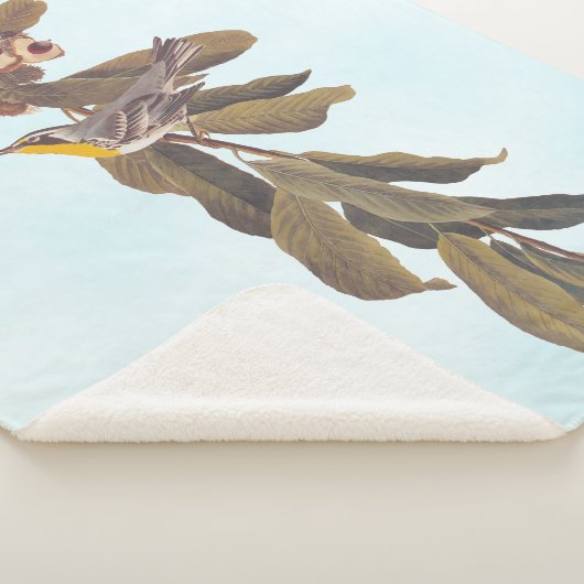 Audubons Gelbwurzelkraut auf Kastanien Sherpadecke (3/4)