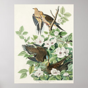Audubons Gemälde der Carolinataube Morning Dove Poster