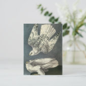 Audubons Gerfalke Postkarte (Stehend Vorderseite)