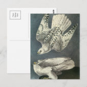 Audubons Gerfalke Postkarte (Vorne/Hinten)