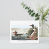 Audubons Goosander Postkarte (Stehend Vorderseite)