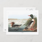 Audubons Goosander Postkarte (Vorne/Hinten)