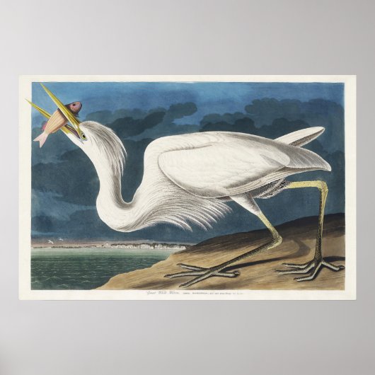 Audubons großartiges Wildtier Poster (Vorne)