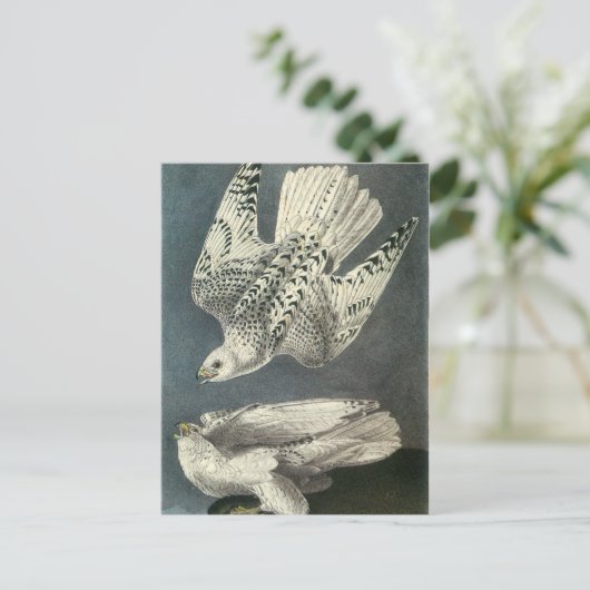 Audubons Gyrfalcon Postkarte (Stehend Vorderseite)
