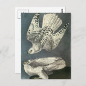 Audubons Gyrfalcon Postkarte (Vorne/Hinten)