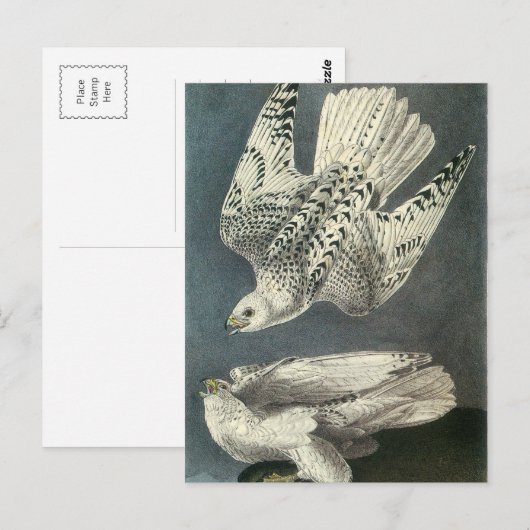 Audubons Gyrfalcon Postkarte (Vorne/Hinten)
