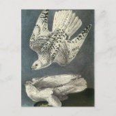 Audubons Gyrfalcon Postkarte (Vorderseite)