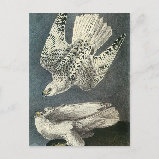 Audubons Gyrfalcon Postkarte (Vorderseite)