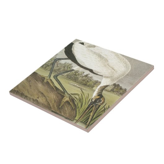 Audubons hölzerner Storch Fliese (Seite)