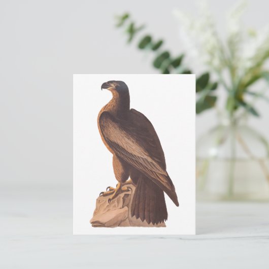 Audubons junger Adler am Braunen Felsen Postkarte (Stehend Vorderseite)
