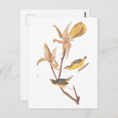 Audubons Kentucky-Warbler-Vogelparadies mit einer Postkarte (Vorne/Hinten)