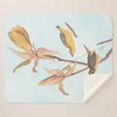 Audubons Kentucky-Warbler-Vogelparadies mit einer  Sherpadecke (Vorderseite (Horizontal))