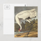 Audubons Kranich Postkarte (Vorne/Hinten)