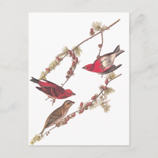 Audubons Lila Finch Drei Rote Vögel im Winter Postkarte (Vorderseite)
