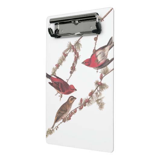 Audubons Lila Finch-Rote Vögel auf Conifer Tree Mini Klemmbrett (Gewinkelt2)