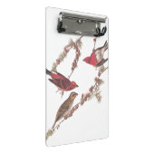 Audubons Lila Finch-Rote Vögel auf Conifer Tree Mini Klemmbrett (Schrägansicht)