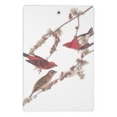 Audubons Lila Finch-Rote Vögel auf Conifer Tree Mini Klemmbrett (Rückseite)