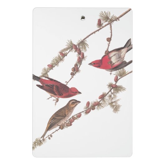 Audubons Lila Finch-Rote Vögel auf Conifer Tree Mini Klemmbrett (Rückseite)
