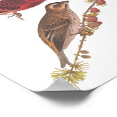 Audubons Lila Finch Rote Vögel Vintage Kunst Poster (Ecke)