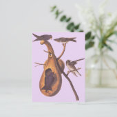 Audubons Lila Martin Postkarte (Stehend Vorderseite)