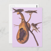 Audubons Lila Martin Postkarte (Vorne/Hinten)