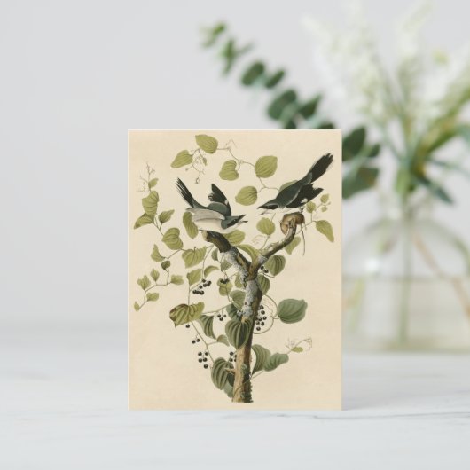 Audubon's Loggerhead Shrike Postkarte (Stehend Vorderseite)