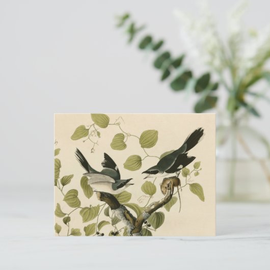 Audubon's Loggerhead Shrike Postkarte (Stehend Vorderseite)