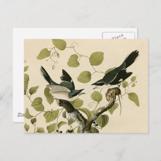 Audubon's Loggerhead Shrike Postkarte (Vorne/Hinten)