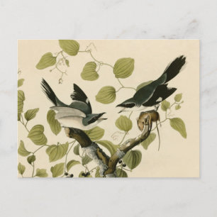 Audubon's Loggerhead Shrike Postkarte