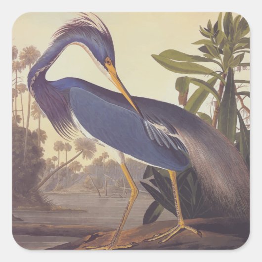 Audubon's Louisiana Heron oder Trikolore Heron Quadratischer Aufkleber (Vorderseite)