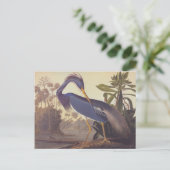 Audubons Louisiana-Reiher oder Tricolored Reiher Postkarte (Stehend Vorderseite)