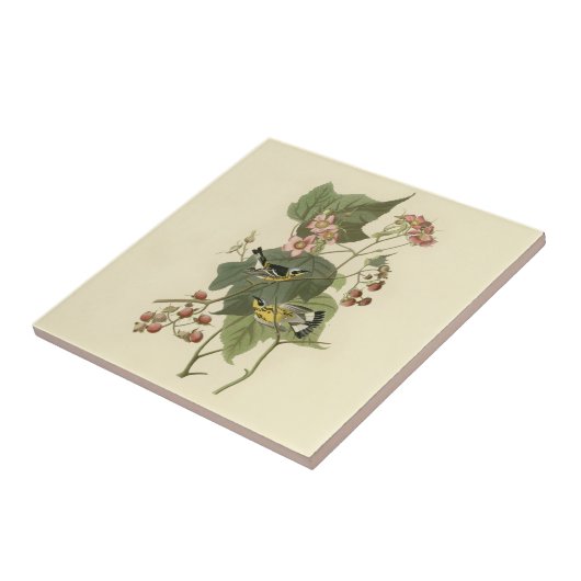 Audubons Magnolia Warbler Fliese (Seite)