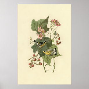 Audubons Magnolienwaldsänger Poster