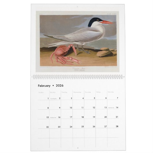 Audubon's Marsh and Shore Birds 2026 Kalender (Feb 2026)