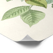 Audubons morgendliche Dove Carolina Taubenmalerei Poster (Ecke)