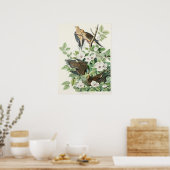 Audubons morgendliche Dove Carolina Taubenmalerei Poster (Küche)